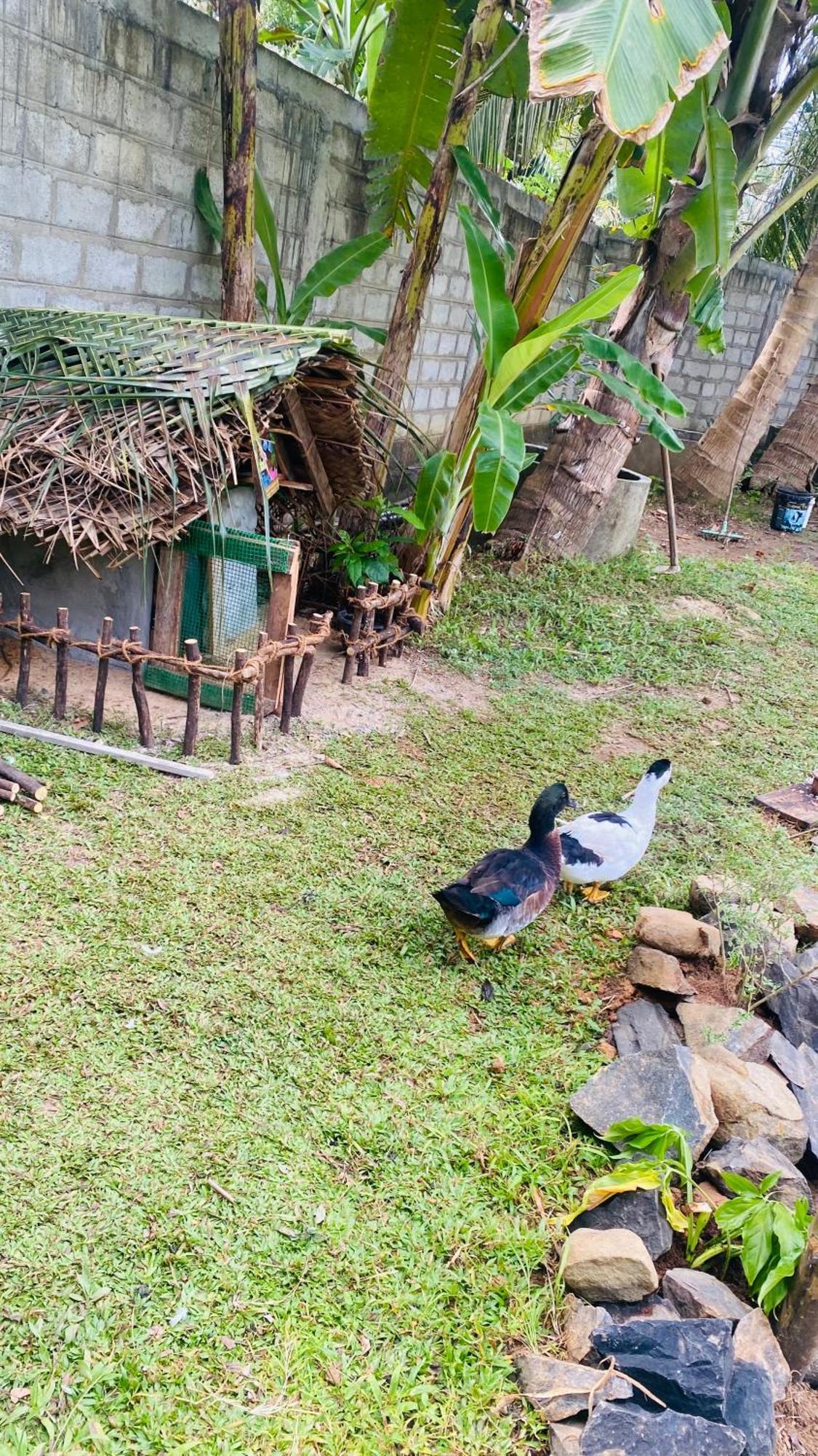 Silence Paradise Tangalle Ngoại thất bức ảnh