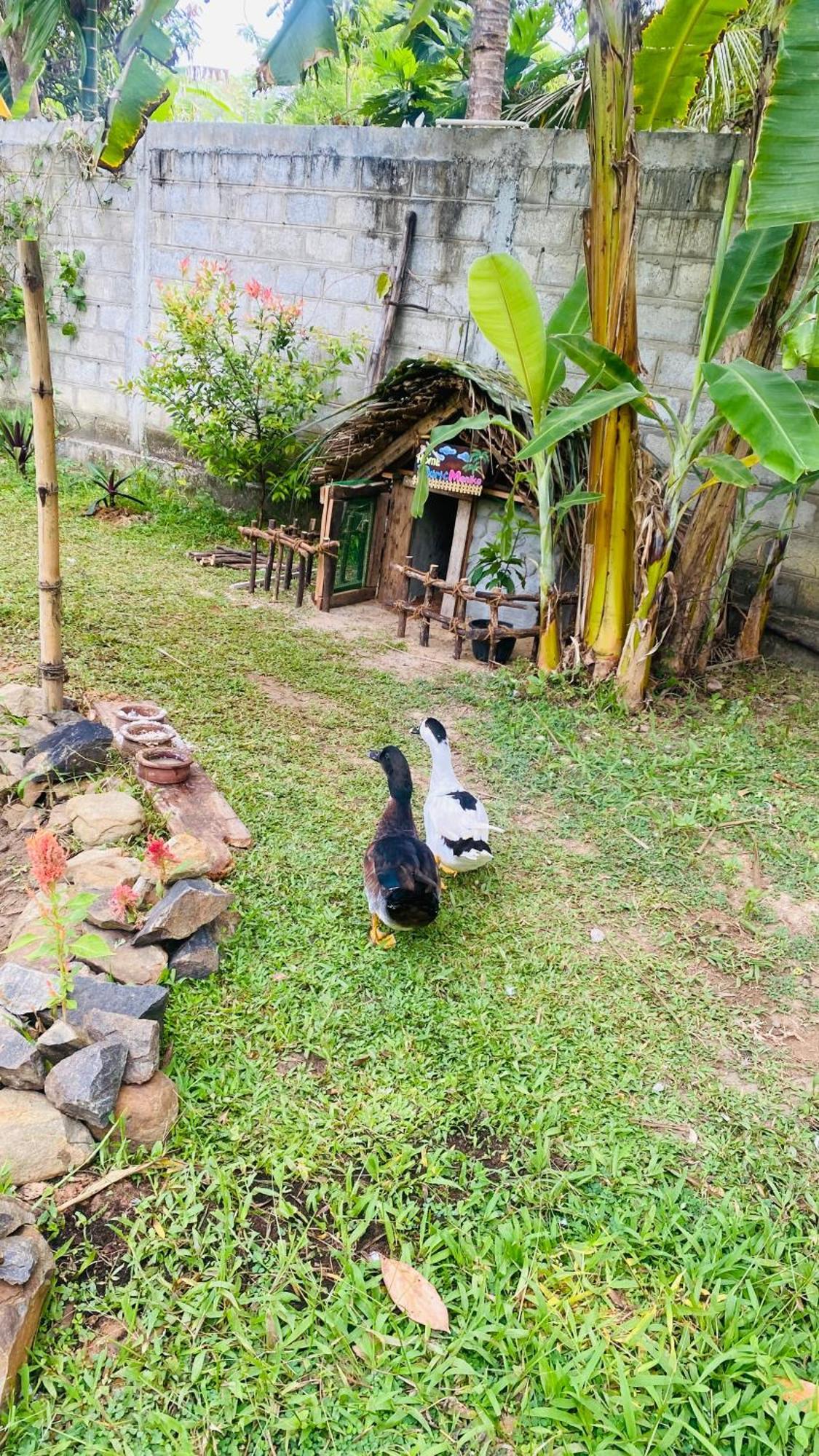 Silence Paradise Tangalle Ngoại thất bức ảnh